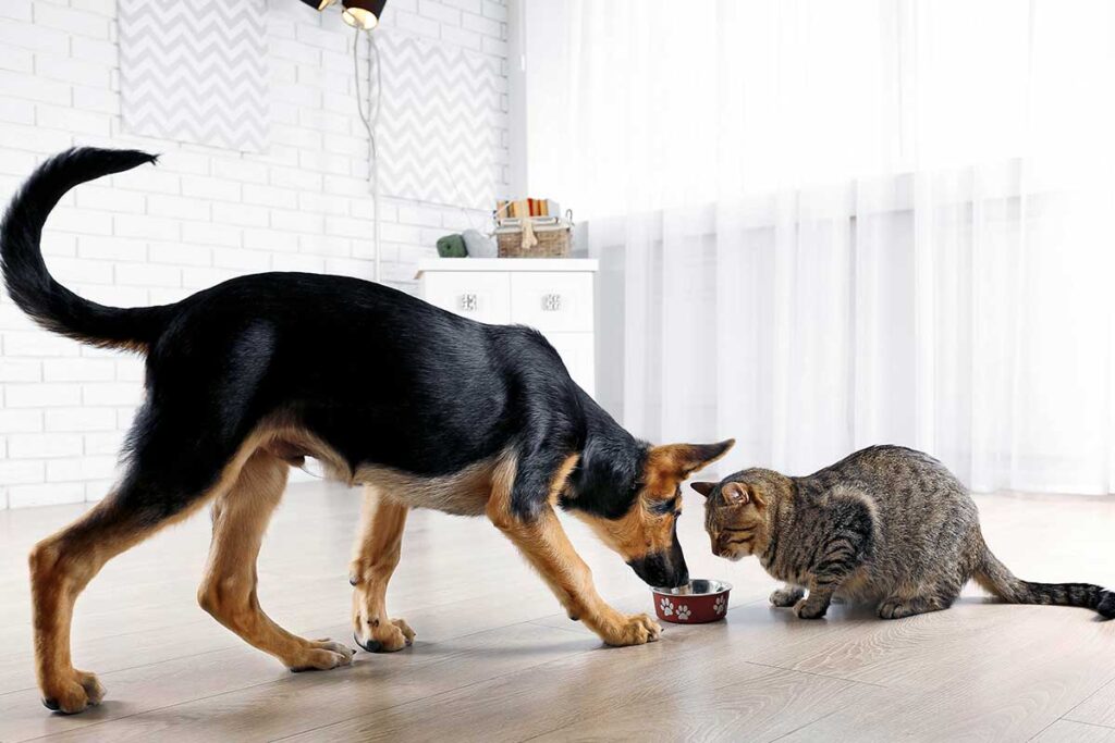 How To Keep The Dog Out Of Cat Food?