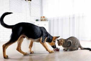 How To Keep The Dog Out Of Cat Food?