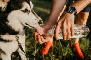Spotting and Treating Dehydration in Pets: A Comprehensive Guide.