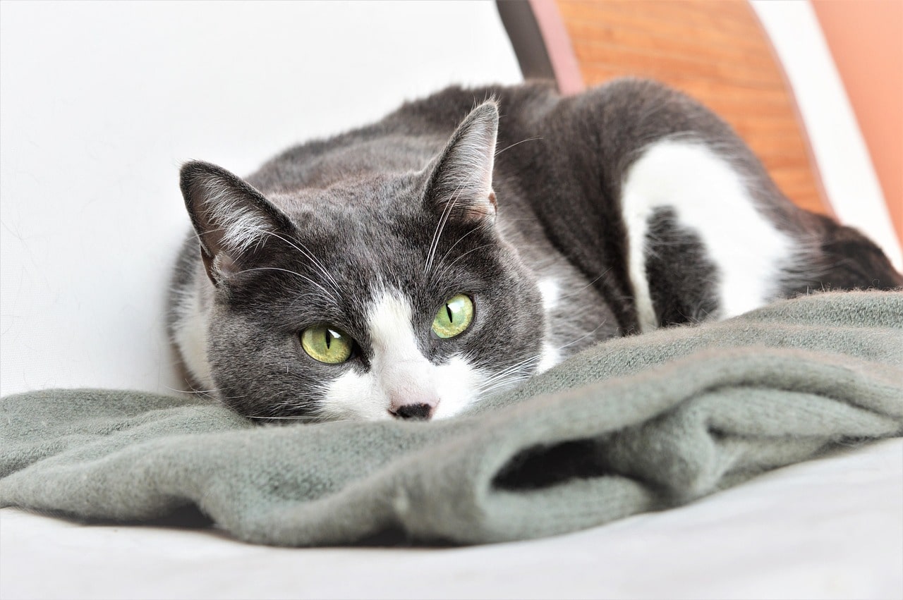 Early Signs of Kidney Disease in Cats