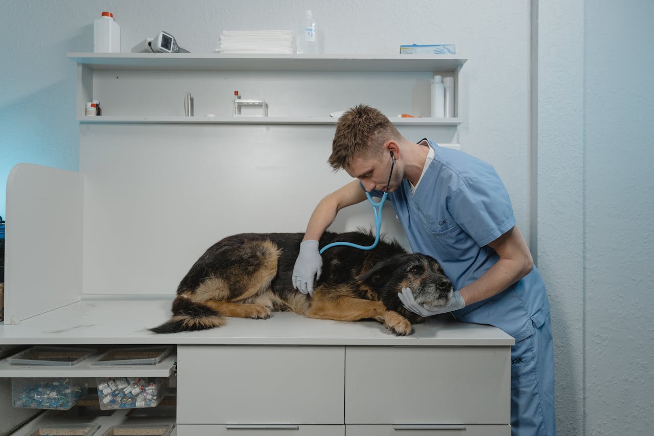 Caring for your pet's health is one of the most important aspects of responsible ownership.