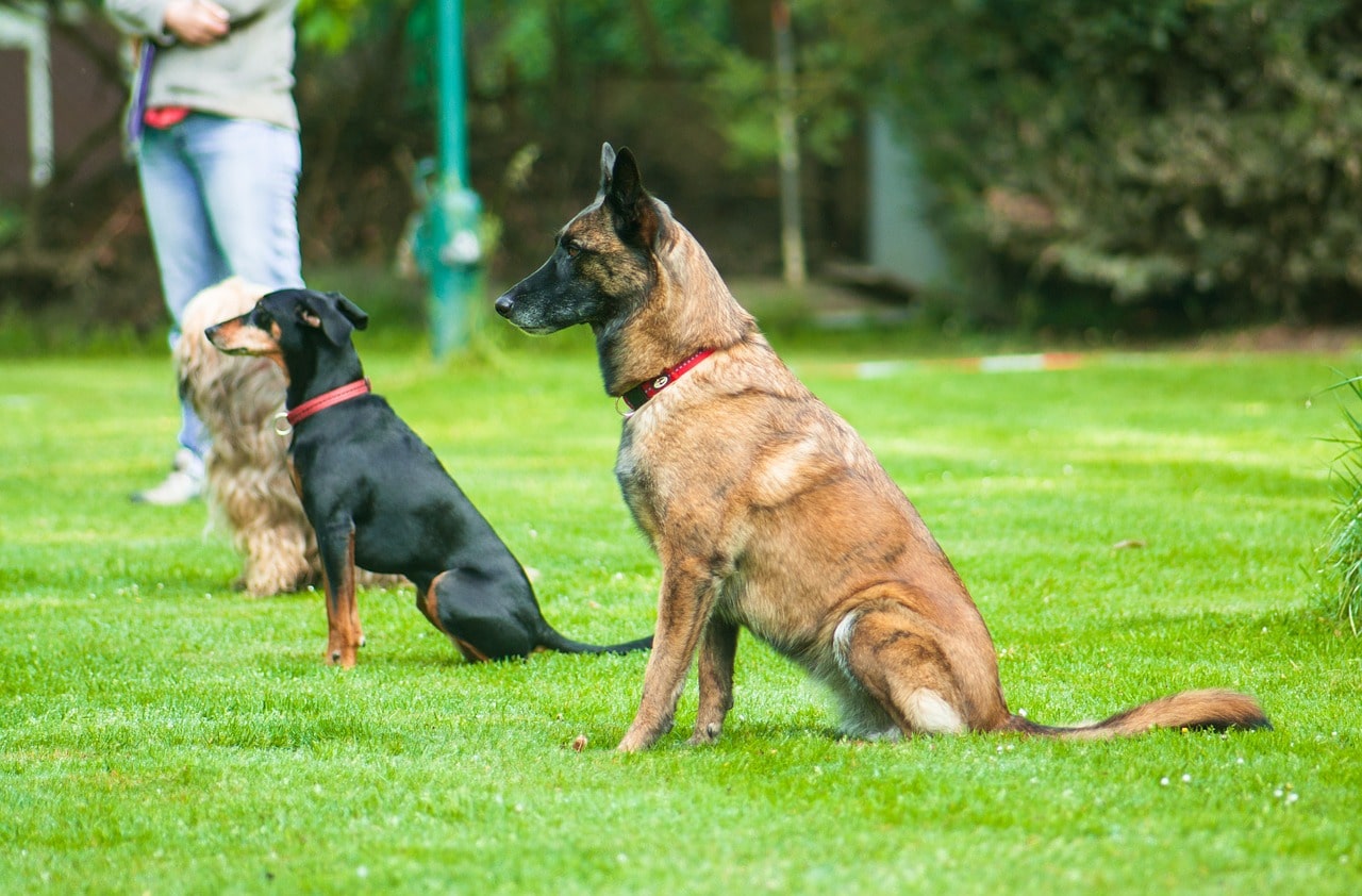 Consideration of individual breed characteristics in training.