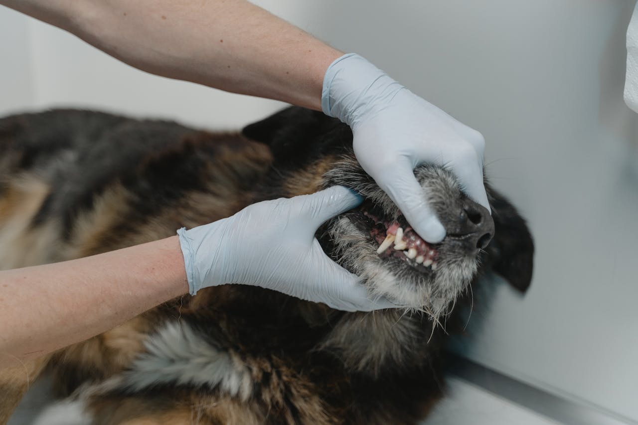 Dog dental care: the importance of plaque prevention.