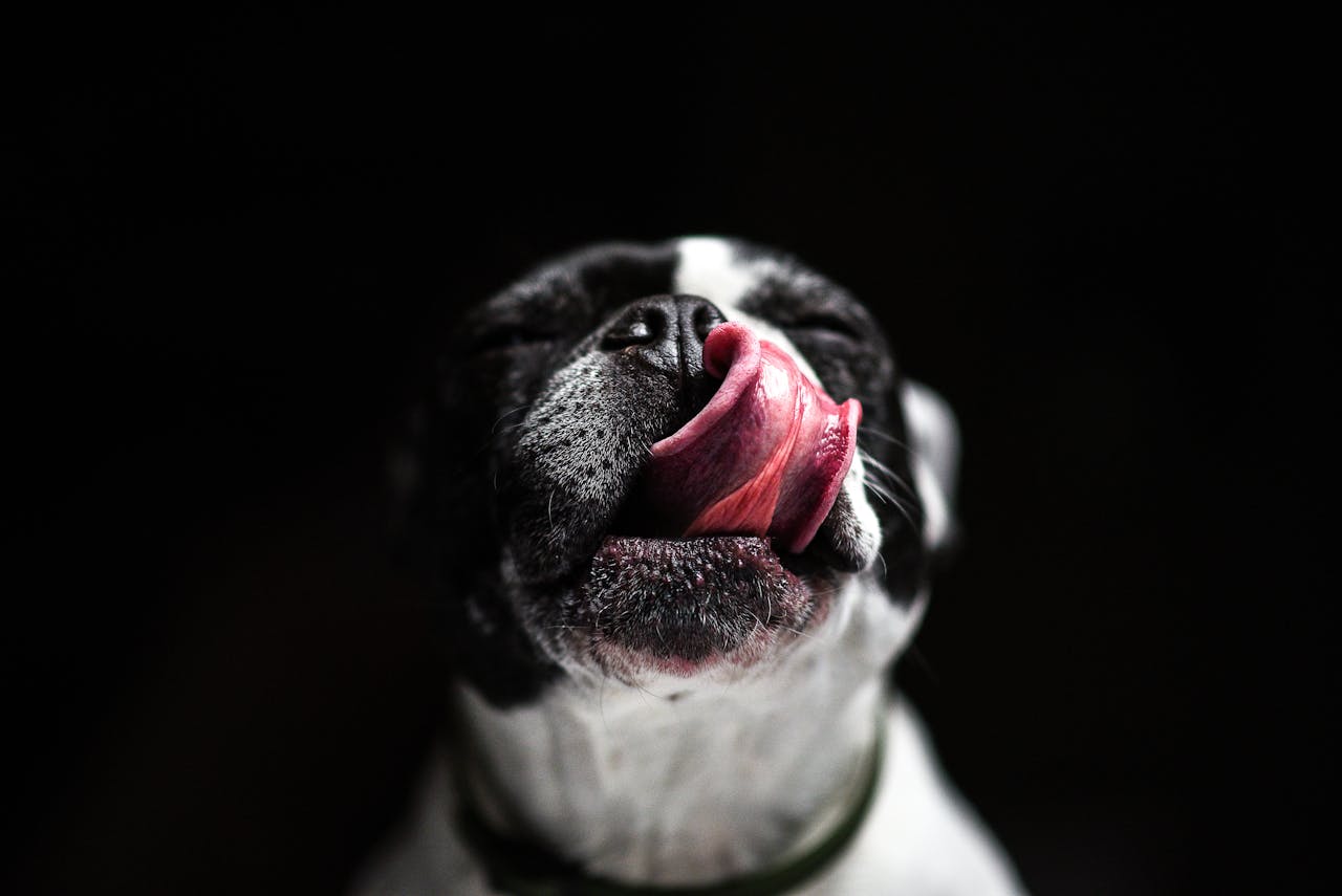 Healthy dog nutrition: creating a balanced diet.