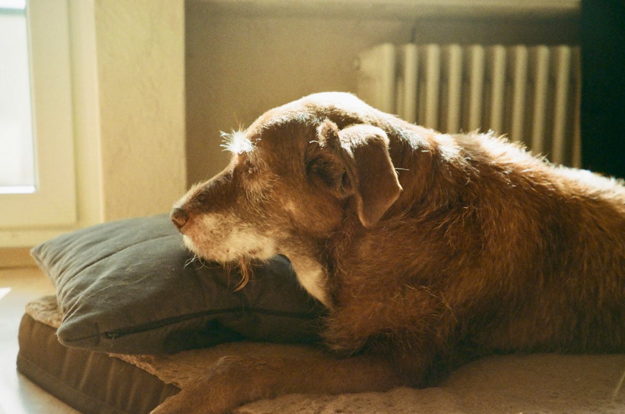 Overcoming dog behaviour problems.