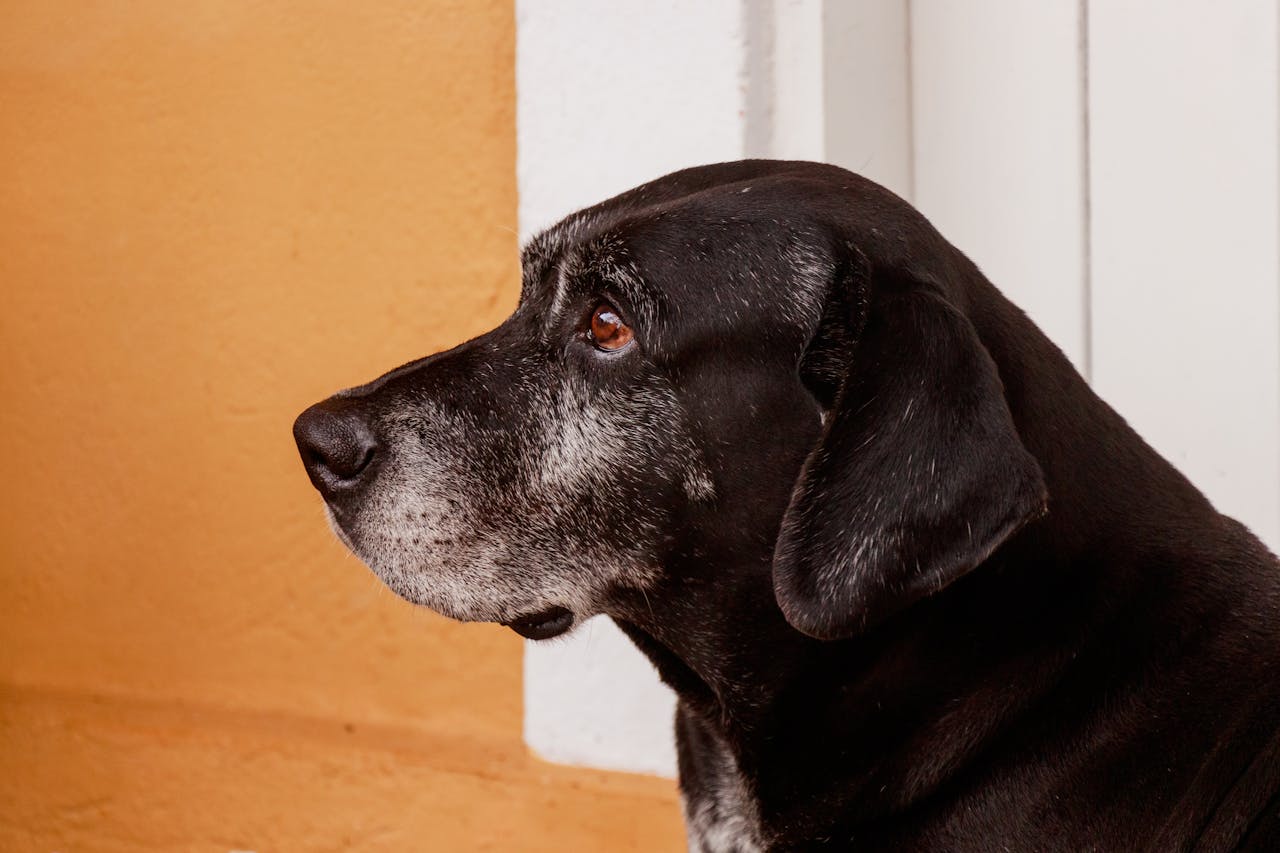 Special care and health support for older dogs.