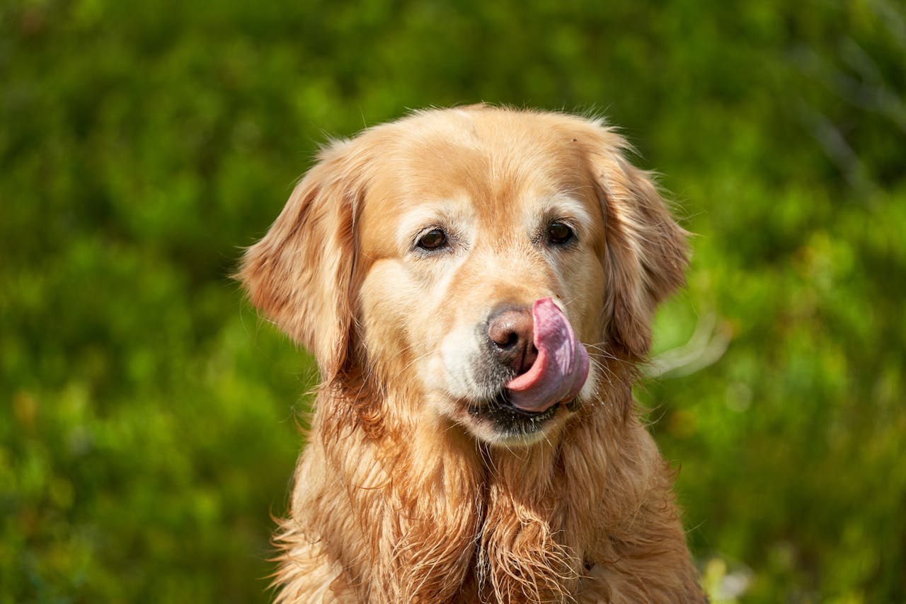 Nutrition and Cancer Prevention in Dogs: Evidence-Based Guidance from Vets.