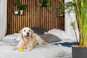 10 fale laau e matautia mo taifau ma pusi.