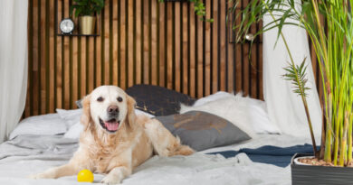 10 домашніх рослин, які небезпечні для собак та кішок.