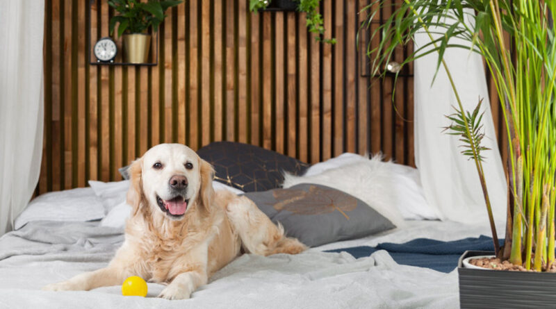 10 домашніх рослин, які небезпечні для собак та кішок.