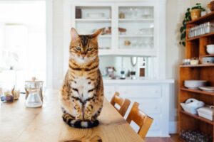 3 принципи зберігання, які потрібно використовувати на маленькій кухні.