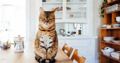 3 принципи зберігання, які потрібно використовувати на маленькій кухні.