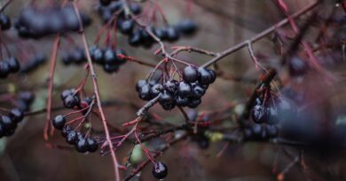 Чорноплідна горобина: рецепти на зиму.