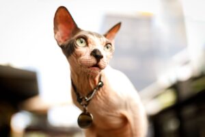 Лисий, зморшкуватий, прекрасний: все про породу кішок канадський сфінкс.