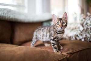 Найпопулярніші короткошерсті породи кішок.