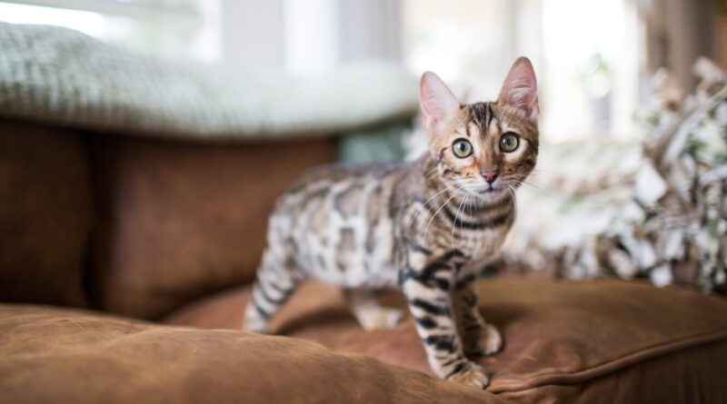 Найпопулярніші короткошерсті породи кішок.