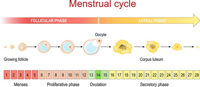 Положення шийки