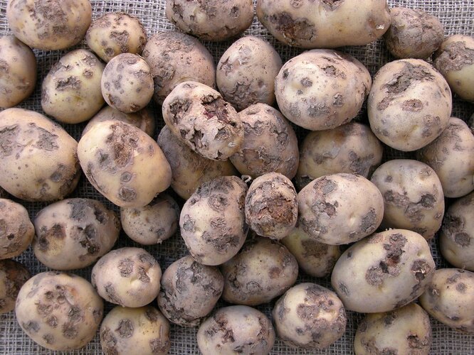 Помилка №2. Можна зберігати картоплю низької якості
