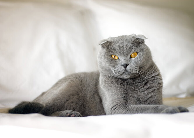 Шотландська висловуха кішка