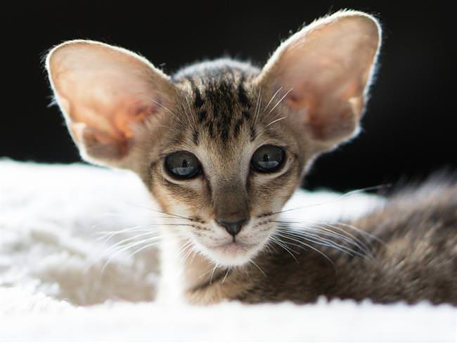 Східна короткошерста орієнтальна