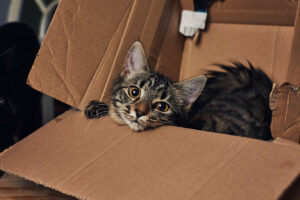 Смійтеся від душі: які породи кішок найграйливіші?