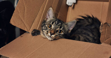 Смійтеся від душі: які породи кішок найграйливіші?