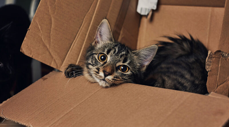 Смійтеся від душі: які породи кішок найграйливіші?