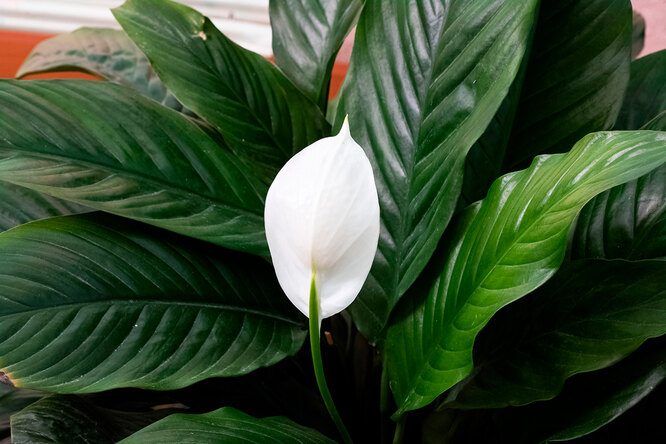 Спатифілум