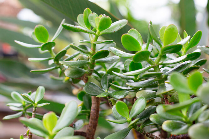 Товстолист, товстянка або красула