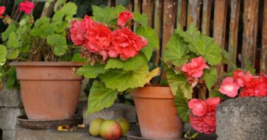 Як підготувати кімнатні квіти до зими: 4 важливі справи.