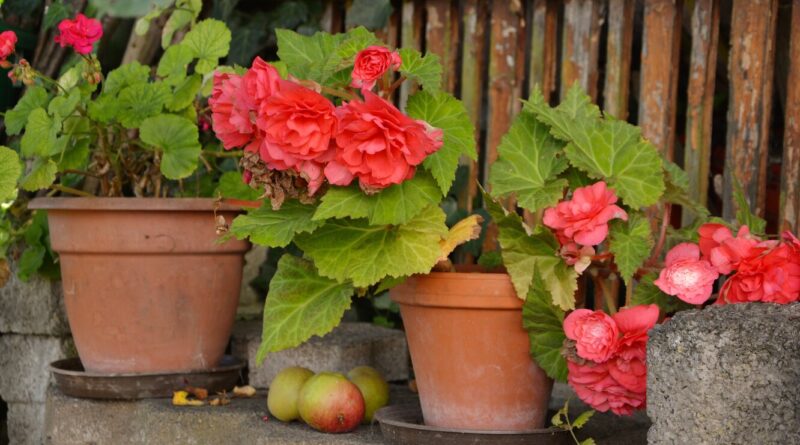 Як підготувати кімнатні квіти до зими: 4 важливі справи.