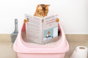 Як вибрати місце для котячого лотка?