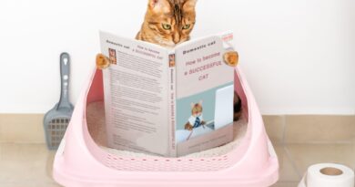 Як вибрати місце для котячого лотка?