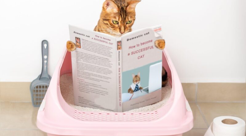 Як вибрати місце для котячого лотка?