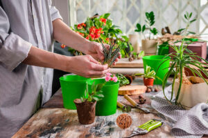 Жіноче щастя, грошове дерево та ще 7 відомих прикмет про кімнатні квіти.