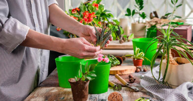 Жіноче щастя, грошове дерево та ще 7 відомих прикмет про кімнатні квіти.