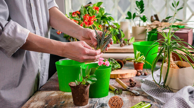 Жіноче щастя, грошове дерево та ще 7 відомих прикмет про кімнатні квіти.