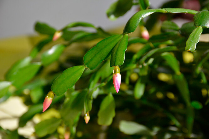 Зимовий декабрист