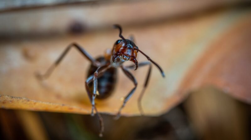 Як позбутися мурах у квартирі — безпечне знищення шкідника.