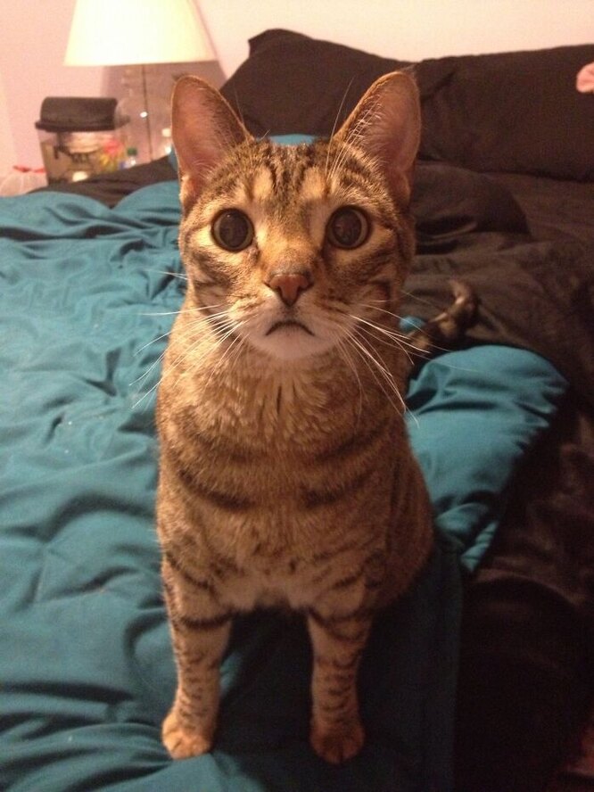 18-річний кіт Стів