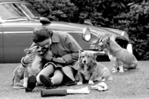 7 улюблених порід собак британської королівської родини.