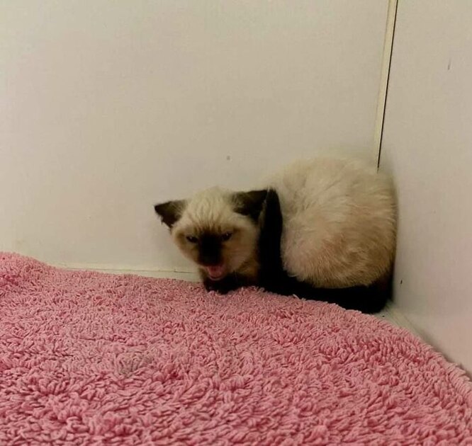 Бездомне кошеня шипіло та дряпалося