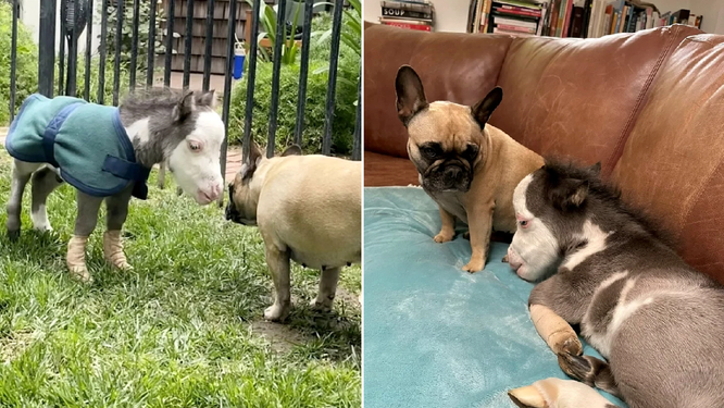 Дивне жеребятко