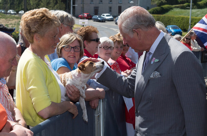 Джек рассел тер'єр