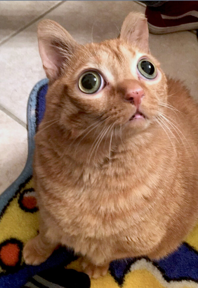 Кіт Картопля допомагає людям мати позитивний настрій