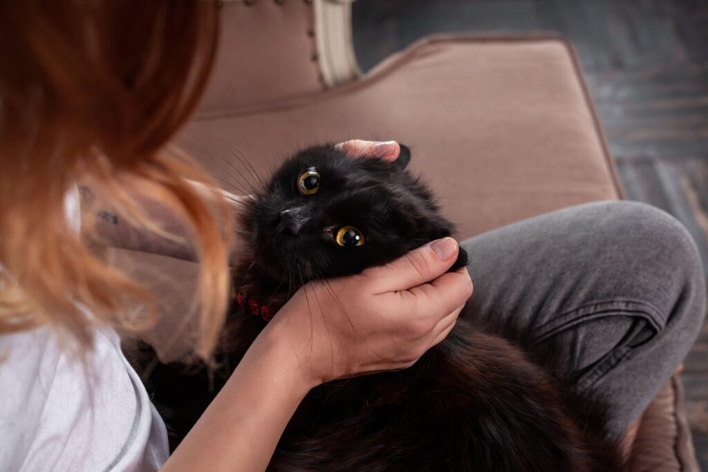 Хлопець вигнав з дому дівчину, яка позбавилася його кішки