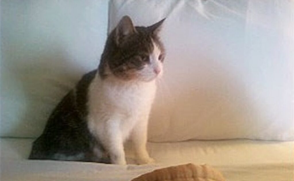 Кішка Бейбі врятувала вагітну жінку від пожежі