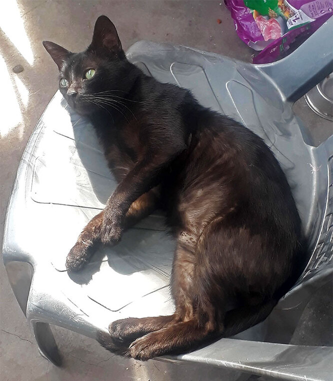 Кішка Ворон швидко знайшлася