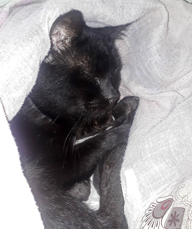 Кішка Ворон відсипається після перенесеного стресу