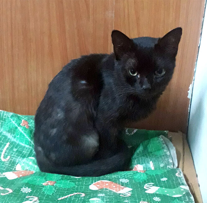 Ворон пощастило мати любляого господаря